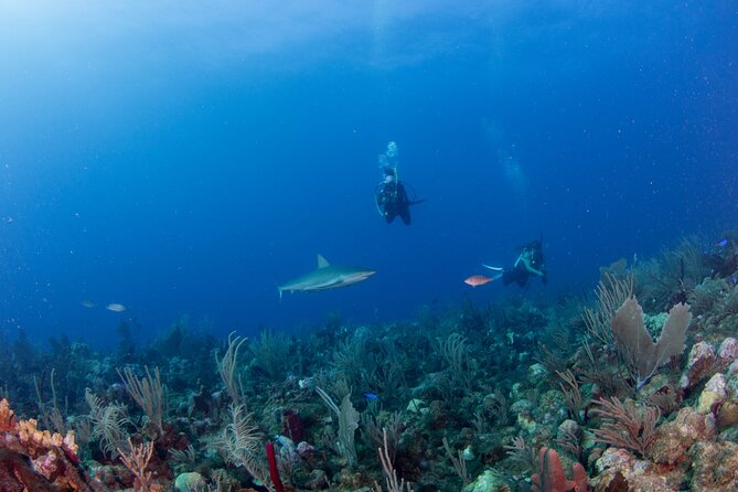 2-Tank Scuba Boat Trip in World-Class Sites @ Copamarina - Weather, cancellations, and schedule flexibility