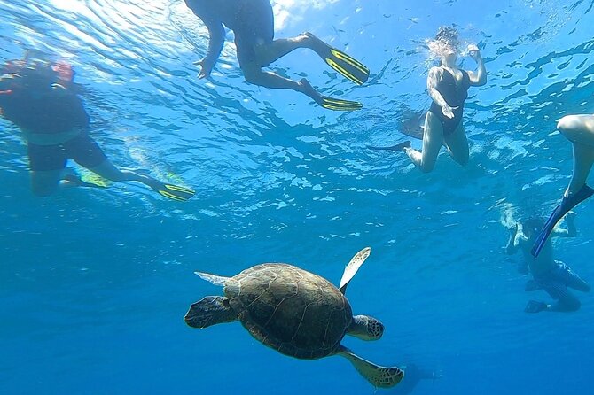 Aguadilla Tropical Snorkeling - Key details before you book