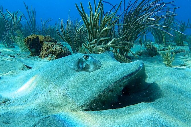 Aguadilla Tropical Snorkeling - A proper lesson before you enter the water