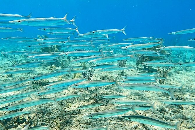 Aguadilla Tropical Snorkeling - Fish, corals, turtles, and the patience of nature