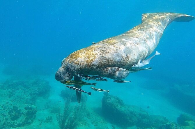 Aguadilla Tropical Snorkeling - Why Carolina and Edwin matter