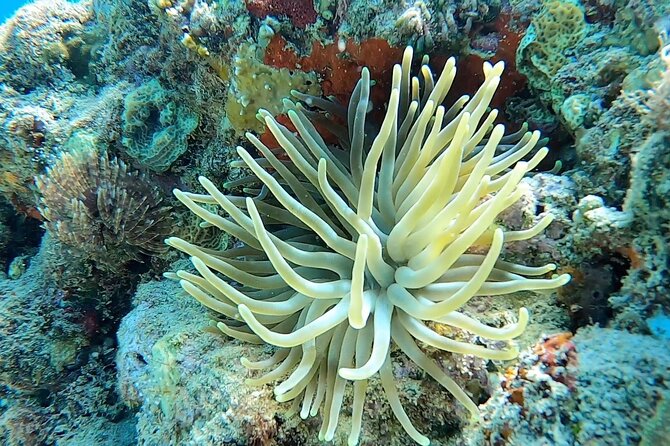 Aguadilla Tropical Snorkeling - What the $98 price includes