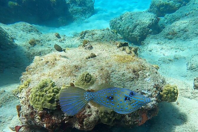 Aguadilla Tropical Snorkeling - Who will get the most from this outing
