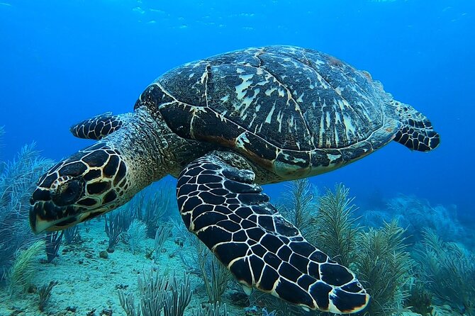 Aguadilla Tropical Snorkeling - Practical planning for the morning