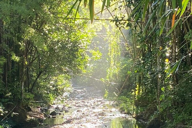 Artisan Puertorrican Winery and Distillery Tour - The tasting: wine, rum, and local liquor