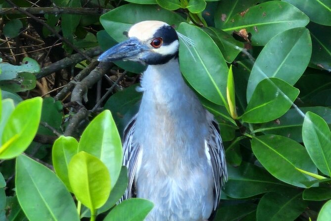 Backwater Wildlife and Boat Tour - Key Details Before You Book