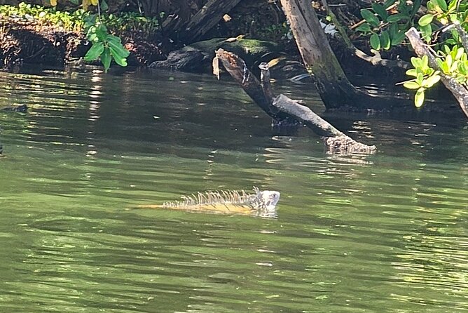 Backwater Wildlife and Boat Tour - Is $330 a Good Price for Six People?