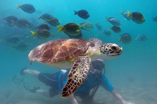 Beginner Scuba Diving with Turtles and Videos, San Juan - Key details before you book
