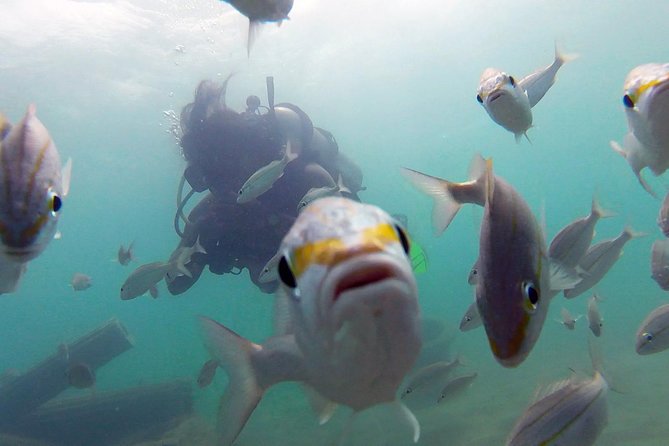 Beginner Scuba Diving with Turtles and Videos, San Juan - Escambrón Beach makes a practical starting point