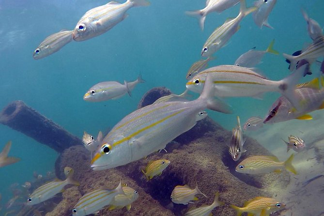 Beginner Scuba Diving with Turtles and Videos, San Juan - Who should book this experience?