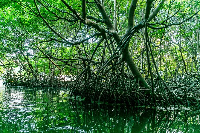 Bio Bay Night Kayaking | Laguna Grande, Fajardo - What creates the glow in Laguna Grande