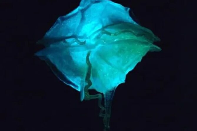 Bioluminescent Bay Kayak Tour in Fajardo Puerto Rico - Why Laguna Grande is worth a night on the water
