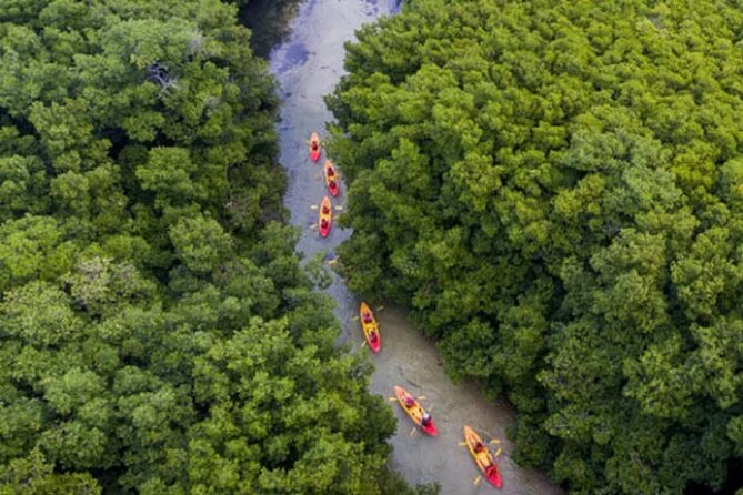 Bioluminescent Bay Kayak Tour in Fajardo Puerto Rico - Returning through the mangroves