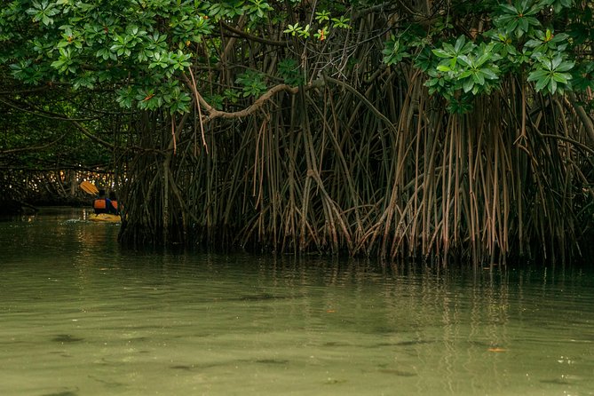 Bioluminescent Bay Night Kayaking, Fajardo - What the $79 Price Really Buys