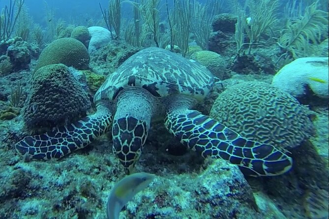 Boat Snorkeling and beach day to the Fajardo islands - The second island and the beach break