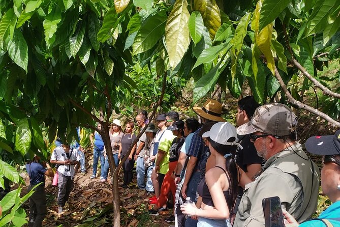 Cacao Walking Tour in Puerto Rico - Key things to know before you go