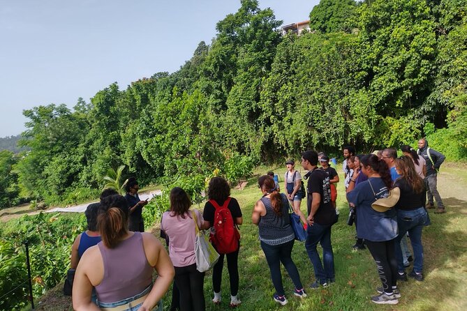 Cacao Walking Tour in Puerto Rico - A good Puerto Rico outing for families and curious eaters