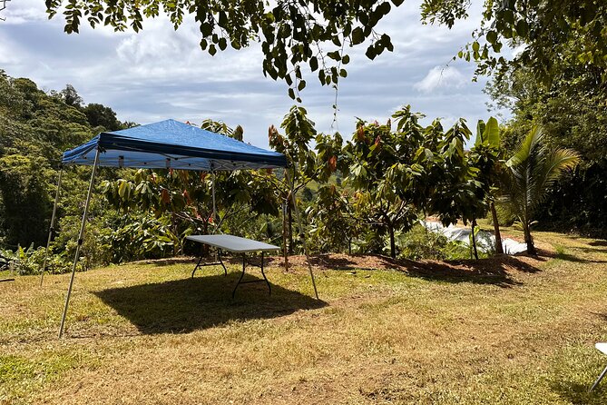 Cacao Walking Tour in Puerto Rico - Practical details that affect your decision
