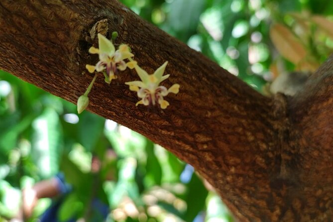 Cacao Walking Tour in Puerto Rico - Should you book the cacao walk?