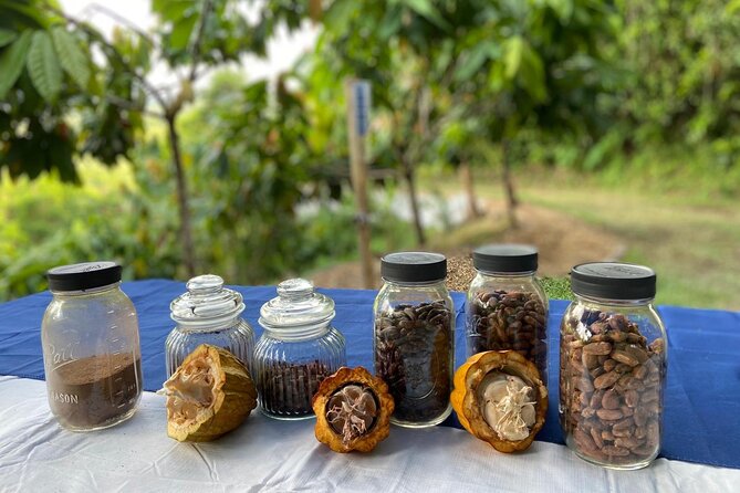 Cacao Walking Tour in Puerto Rico - Seeing the cacao flower become fruit