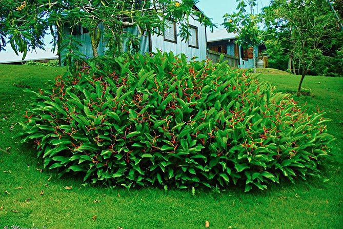 Caguas Cultural Day Trip from San Juan Including Botanical Garden and Lunch - Three compact museums, three views of local life