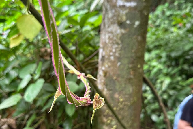 Chase Waterfalls - Discover a hidden 180ft rainforest gem - Getting ready for the river trail