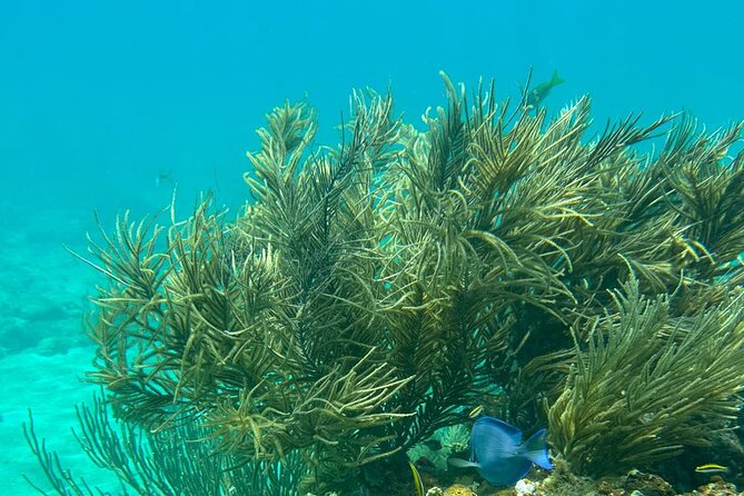 Coral Reef and Sea Turtle Snorkeling Experience - Two Culebra beaches, two different underwater goals
