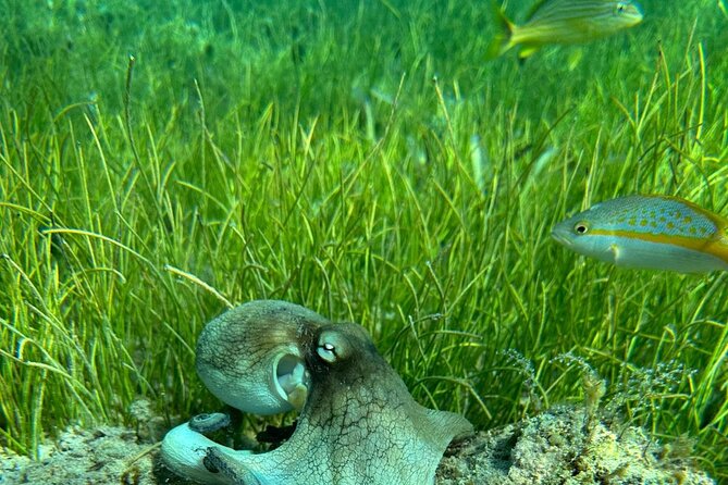 Coral Reef and Sea Turtle Snorkeling Experience - Why the private format matters