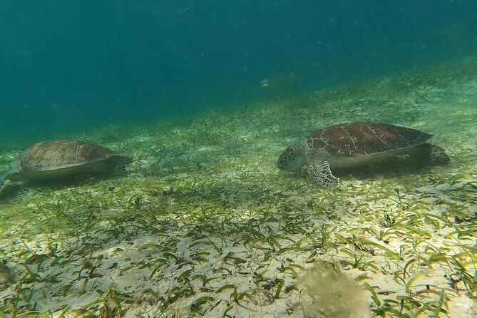 Coral Reef and Sea Turtle Snorkeling Experience - Is $165 a fair price for three hours?