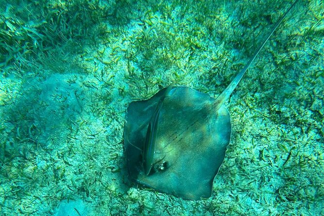 Coral Reef and Sea Turtle Snorkeling Experience - Weather, cancellations, and the practical details