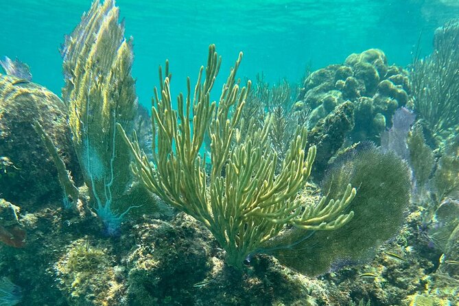 Coral Reef and Sea Turtle Snorkeling Experience - Moving on to Melones Beach and the coral reefs