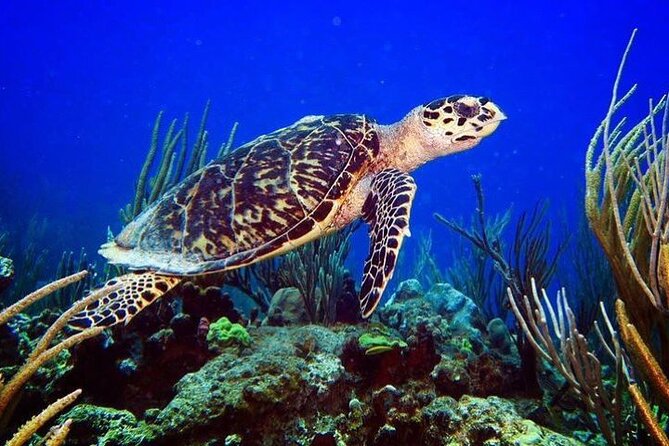 Culebra Snorkel and Beach Day with Lunch and Drinks - How the $161.67 price works for you