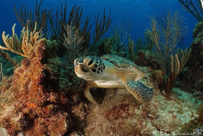 Culebra Snorkel and Beach Day with Lunch and Drinks - Rough seas are the deciding factor