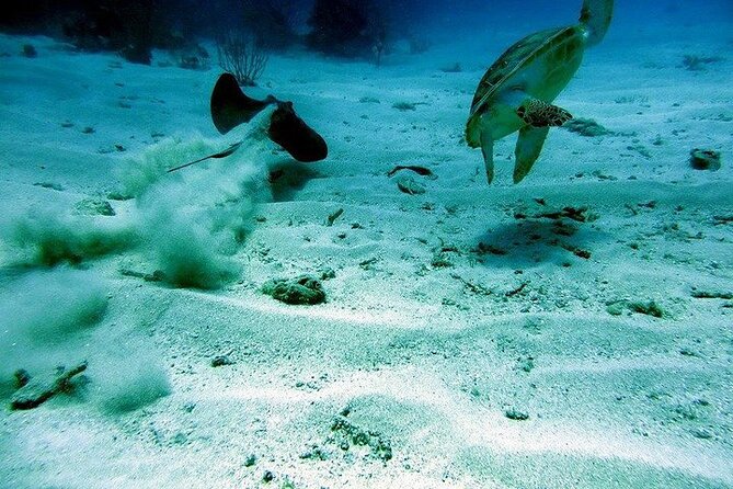 Culebra Snorkel and Beach Day with Lunch and Drinks - Who will enjoy this Culebra day most?