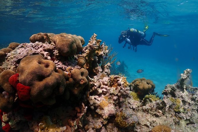 Culebra Snorkeling and beach Day Experience by boat - The first reef stop and the main snorkeling session