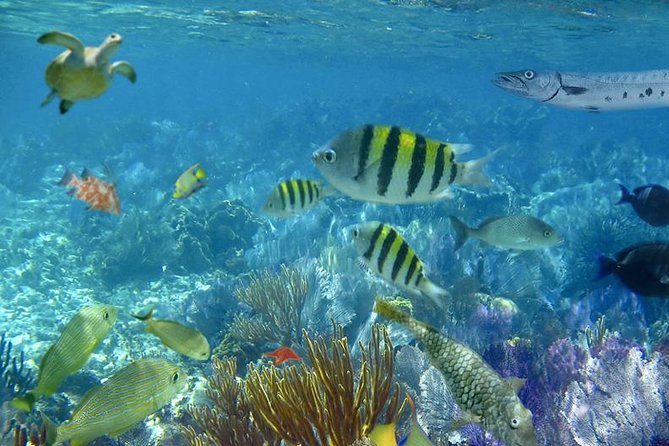 Culebra Snorkeling Tour by Catamaran from Fajardo - Who Should Book This Culebra Boat Trip?