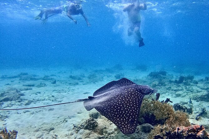 Culebra Swim with Turtles Adventure and Flamenco Beach by Ferry - The return trip requires patience