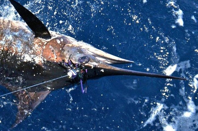 Deep Sea Fishing Private Boat Charter in San Juan - What the four-hour schedule feels like