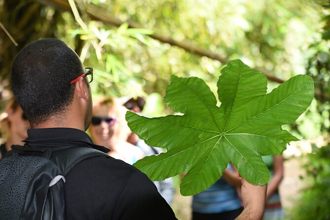 Discover El Yunque National Park: Half-Day Rainforest Tour - Yokahú Tower: the widest view of the morning