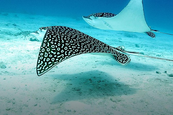 Discover Fajardo: 2-Tank Scuba Diving - Who will get the most from this experience