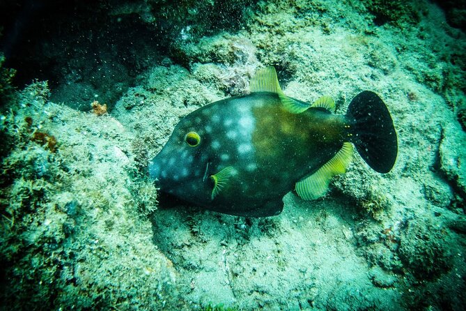 Discover Scuba Diving - Choosing One Session or Two