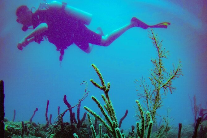 Discover Scuba Diving - Is $139 a Fair Price?