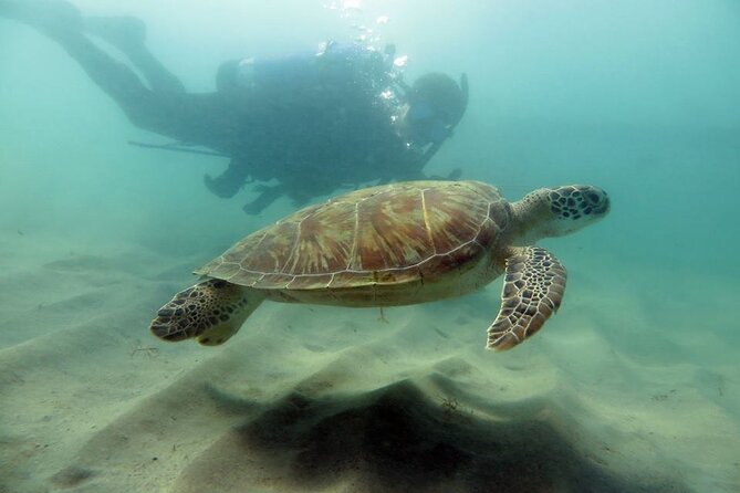 Discover Scuba Diving in San Juan - Key points to know before booking