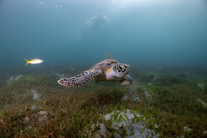 Discover Scuba Diving in San Juan - Forty-five minutes among fish and turtles