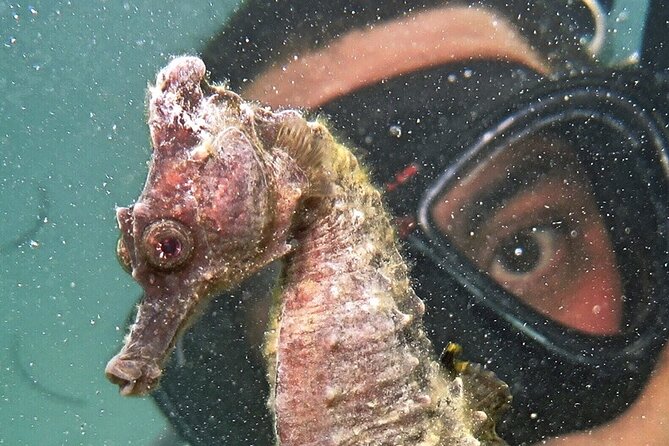 Discover Scuba Diving in San Juan - Fish Protection Wall and Atlantis City