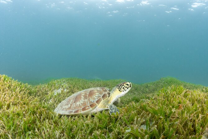 Discover Scuba Diving in San Juan - What the group format feels like underwater