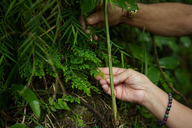El Yunque Educational Rainforest Walk Easy and Family Friendly - La Coca Falls, the final El Yunque photo stop