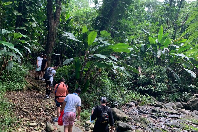 El Yunque National Forest and Luquillo Beach Tour - La Coca Falls is a quick but worthwhile stop