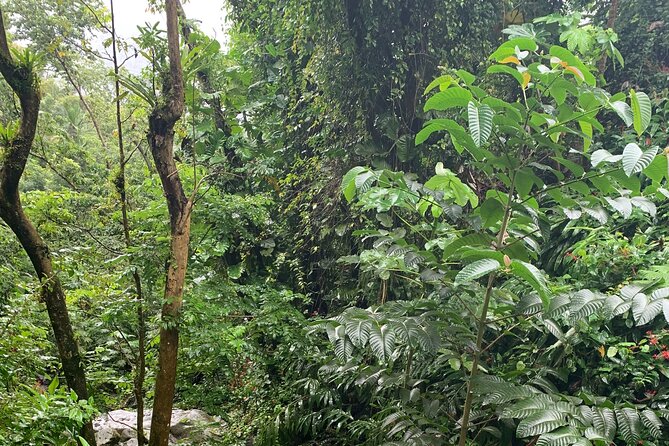 El Yunque National Forest and Luquillo Kiosks Combo - Why this seven-hour combination works