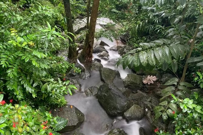 El Yunque National Forest and Luquillo Kiosks Combo - What the guide adds to the forest visit